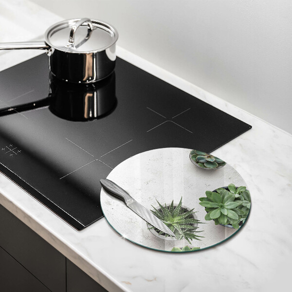 Skleněná deska do kuchyně Sukulenty na betonu