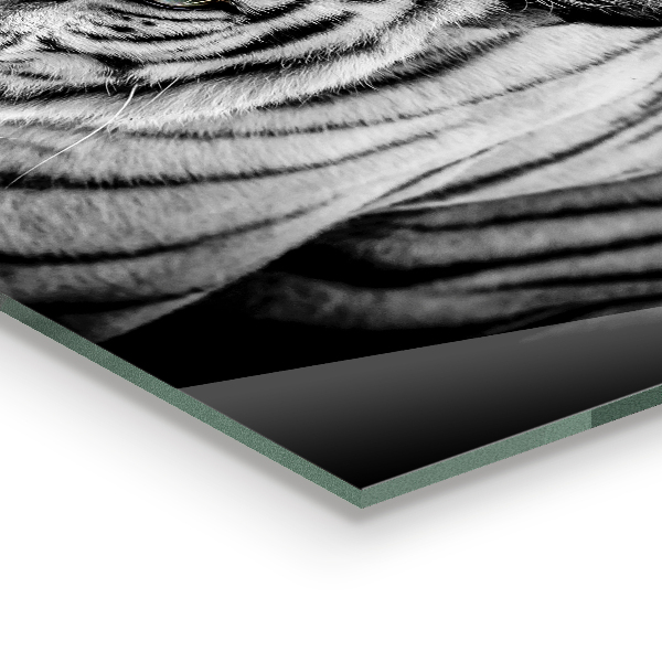 Skleněný panel Bílý sibiřský tygr