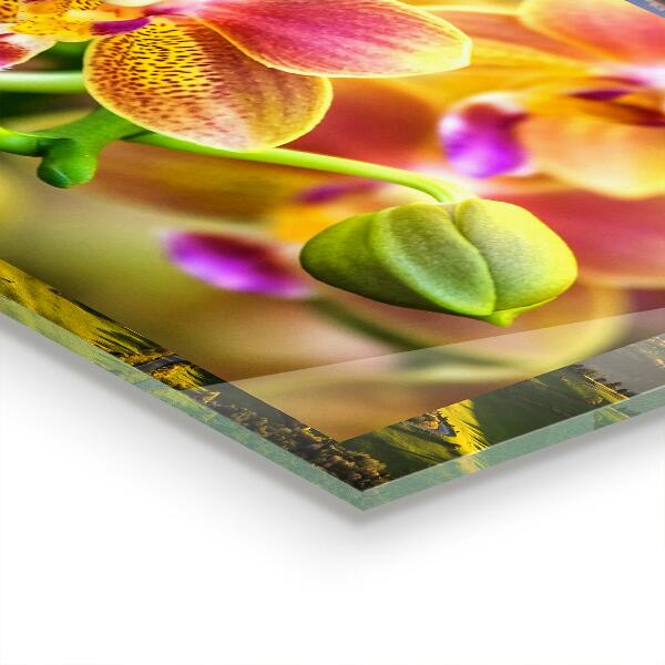 Skleněný panel Oranžová orchidej