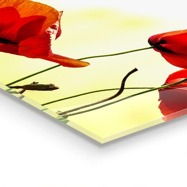 Skleněný panel Polní louka s červenými máky