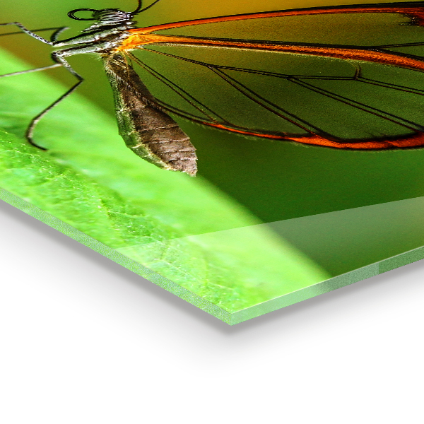 Skleněný panel Motýl na listu