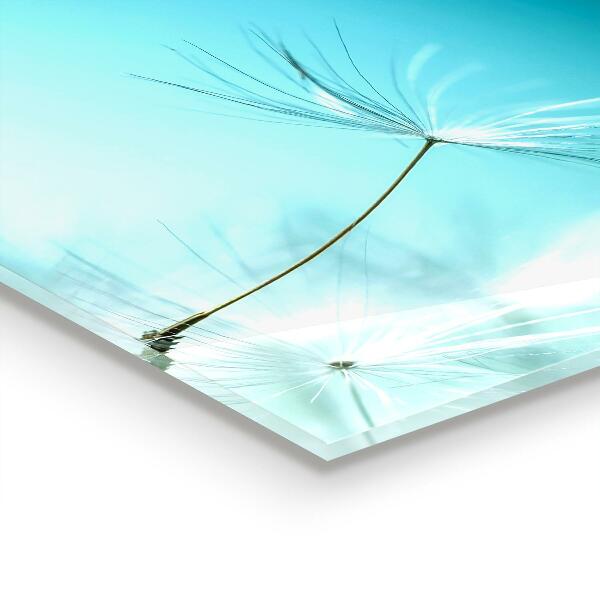 Skleněné obklady do kuchyně Pampeliška pampeliška ve větru