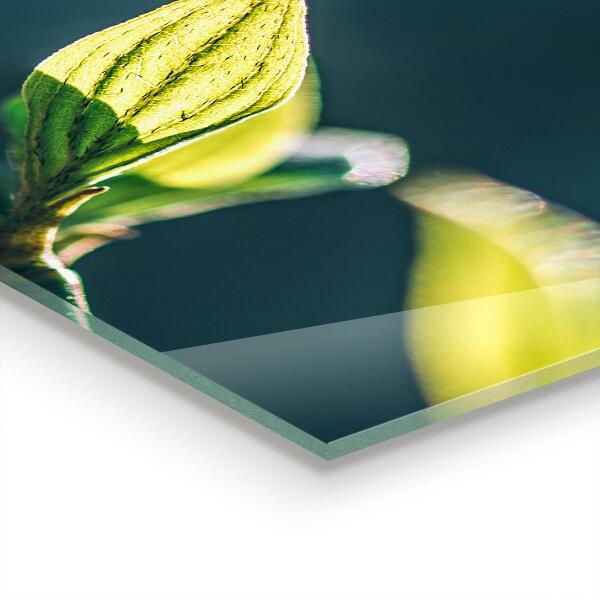 Skleněné obklady do kuchyně Lesklé listí na větvi