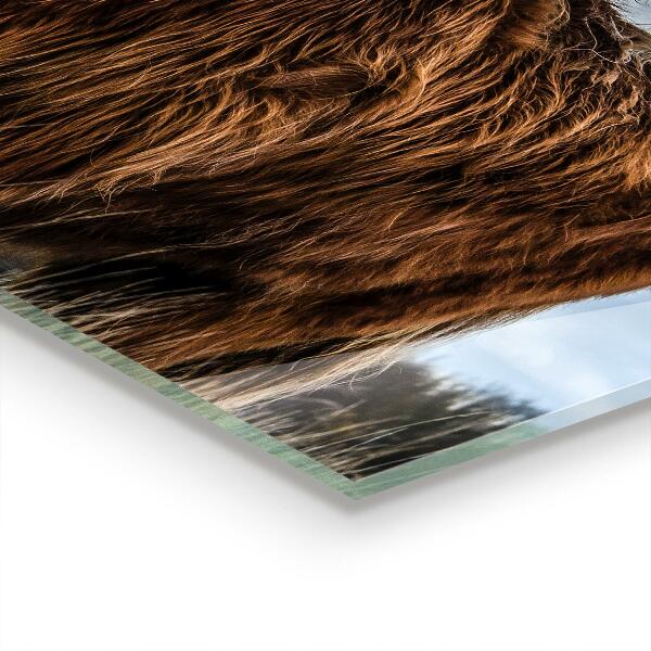 Skleněný panel Kráva z vysočiny boho