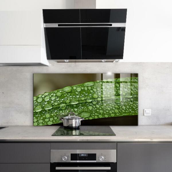 Skleněný panel Zelený list po dešti