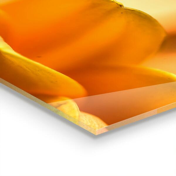 Skleněný panel Gerber květina