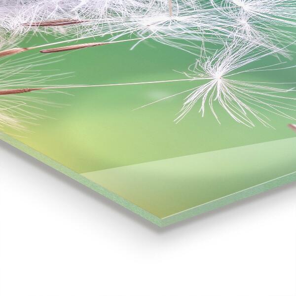 Skleněný panel Pampeliška pampeliška ve větru