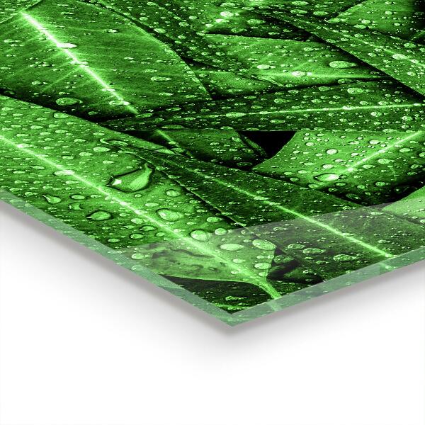 Skleněný panel Zelené listy po dešti