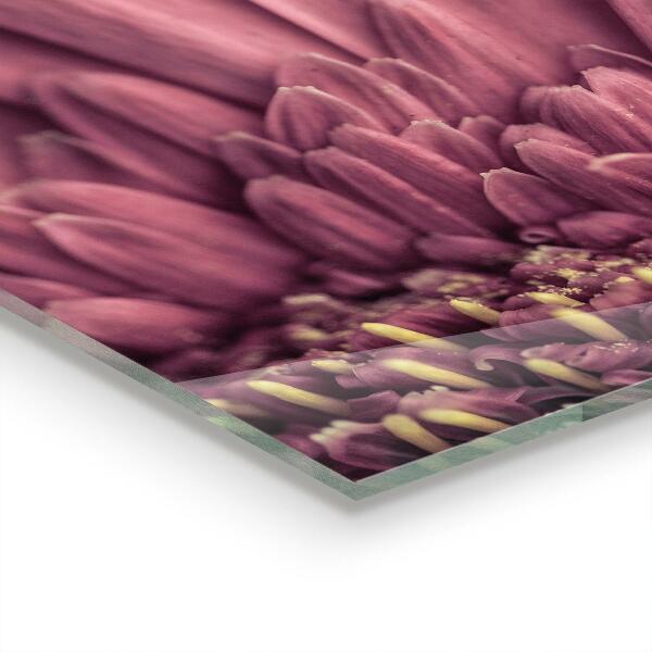 Skleněný panel Květina margaretka gerbera