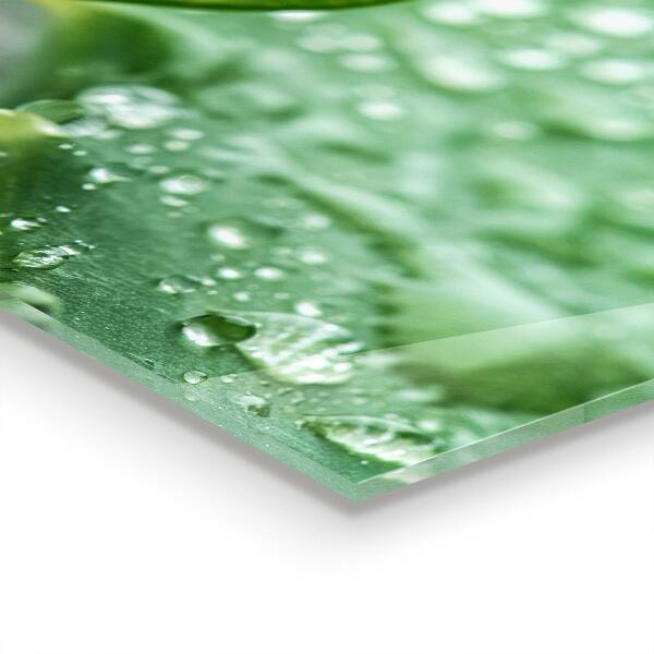 Skleněné obklady do kuchyně Aloe rostlina aloe vera