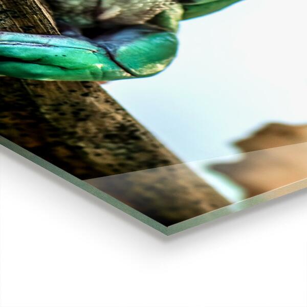 Skleněný panel Zvědavý žába na listu