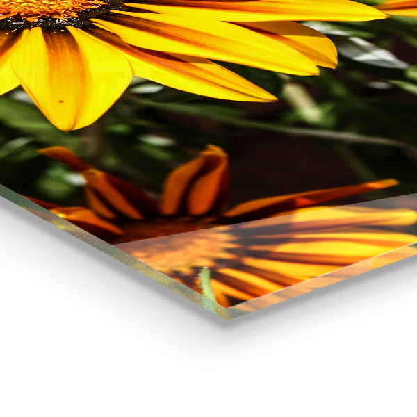 Skleněné obklady do kuchyně Žlutý květ na louce