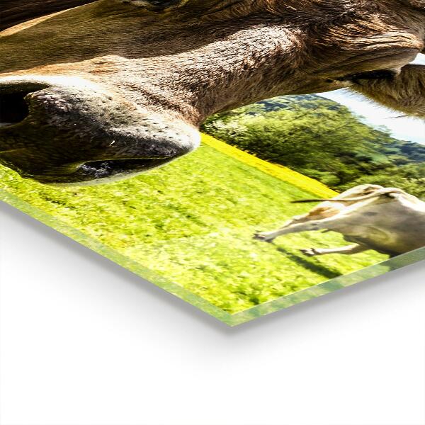 Skleněný panel Venkovské podnebí krowa pole