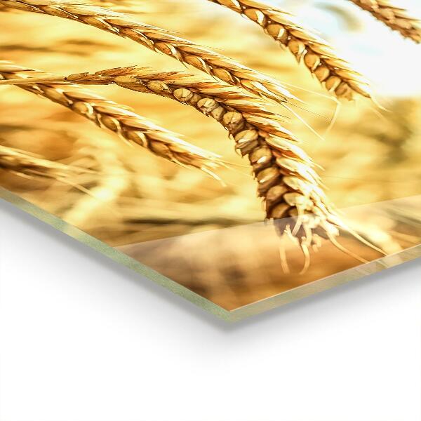 Skleněné obklady do kuchyně Obilné dary matky přírody
