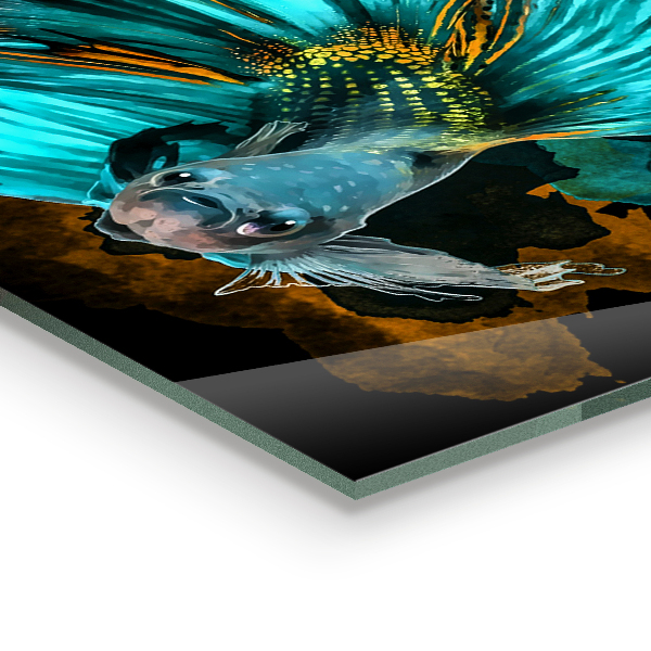 Skleněný panel Tropické bojové ryby