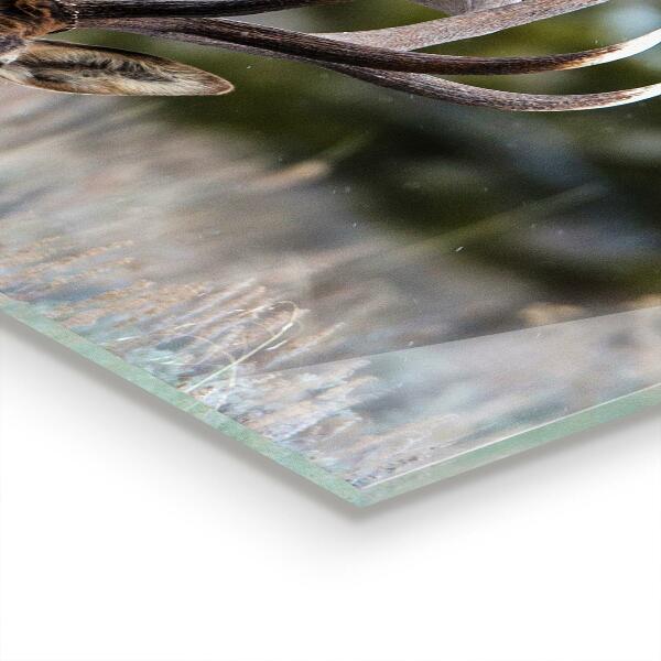 Skleněný panel Jelen divoká zvěř