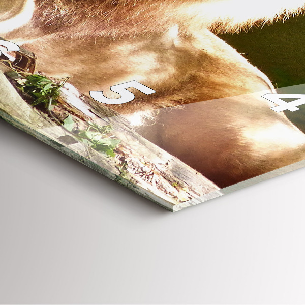 Čtvercové nástěnné hodiny Portrét lva